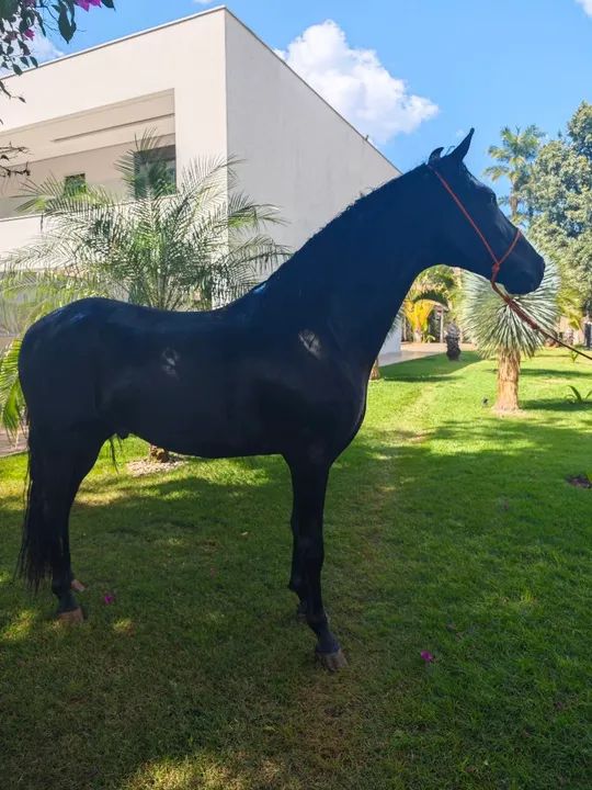 Potro manga larga marcha picada registrado início doma