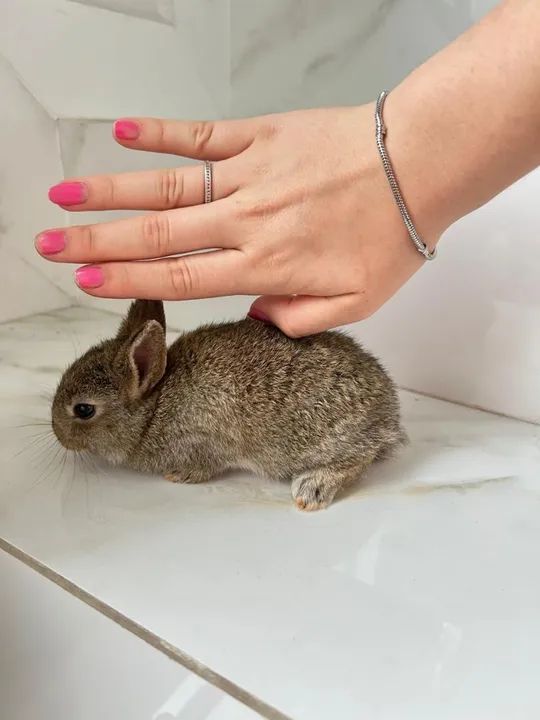 Vendo Filhotes de Coelho raça netherland - Foto 3