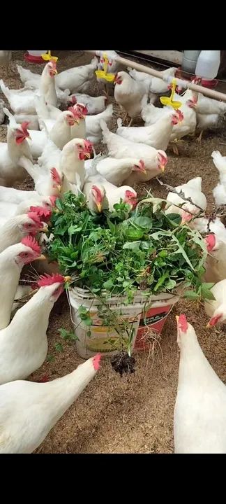 Frangas Poedeira Creme (Novogen Tinted)