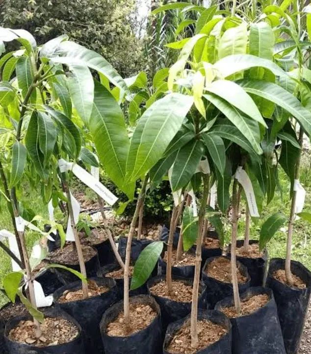 Mudas jovens de Mangueira - Foto 3