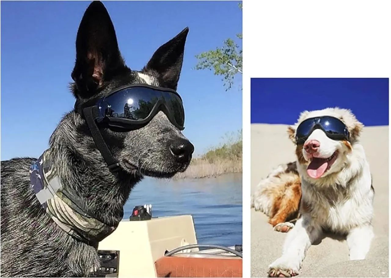 Óculos de proteção para cães - novo - Foto 2