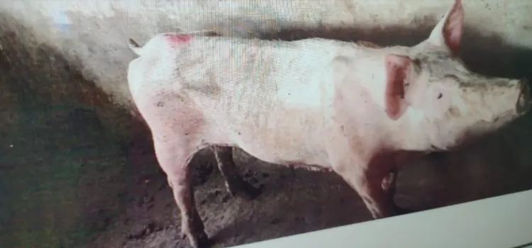 porco de quintal - Foto 2