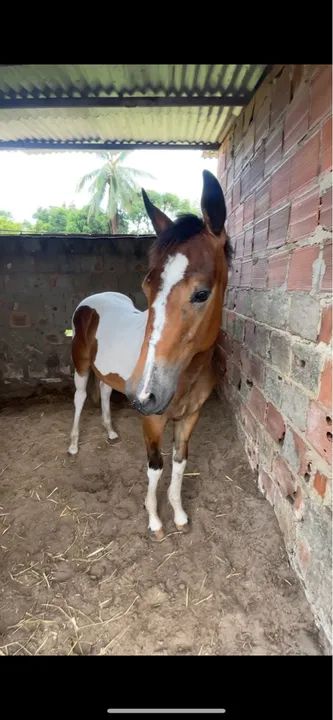 Potro Paint Horse - 9 meses - Foto 3