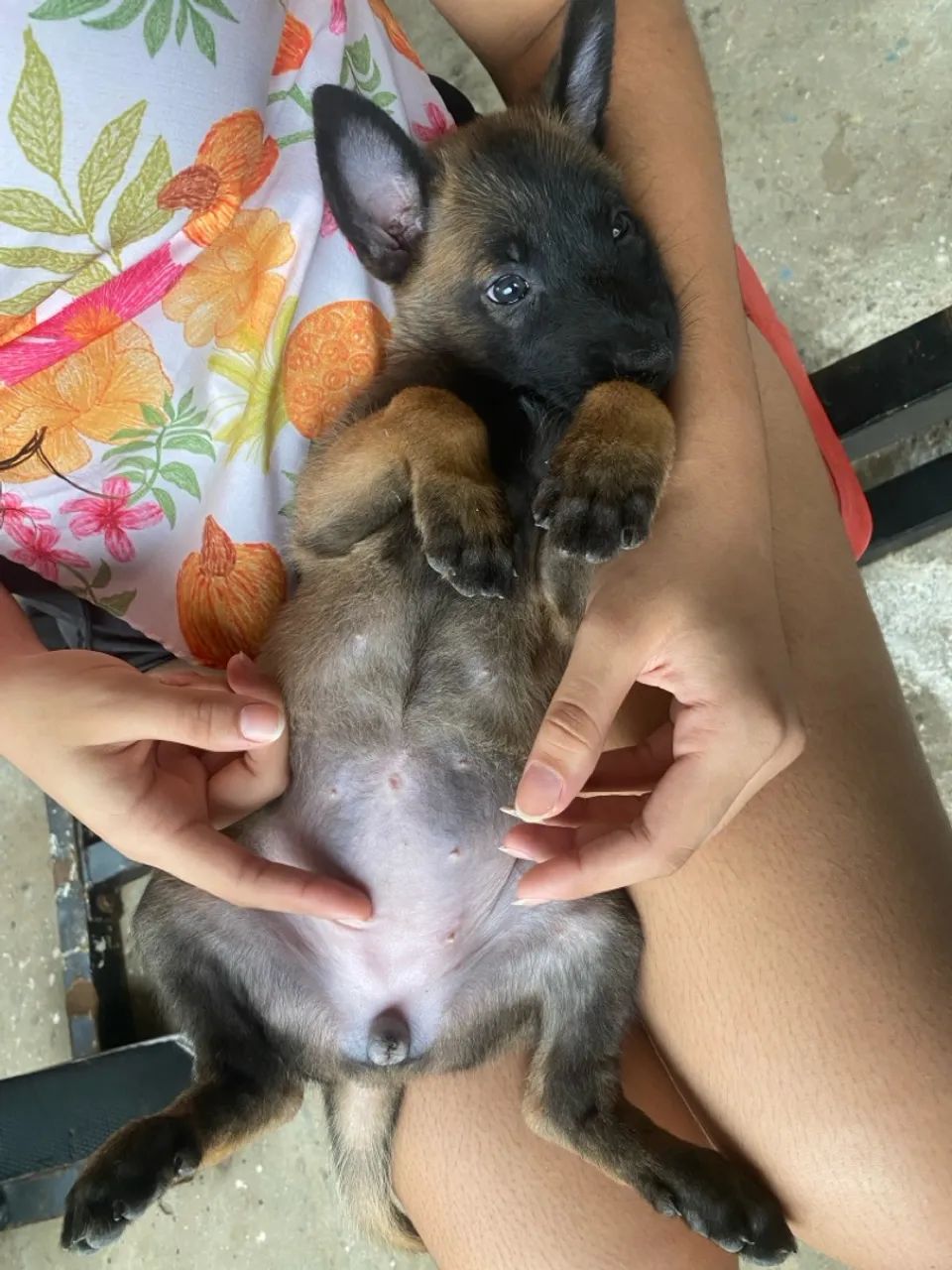 Filhotes de Pastor Malinois - Foto 4