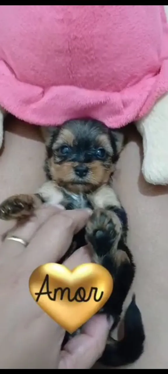 Lindos Filhote de Yorkshire TerrierFêmea e Machos.