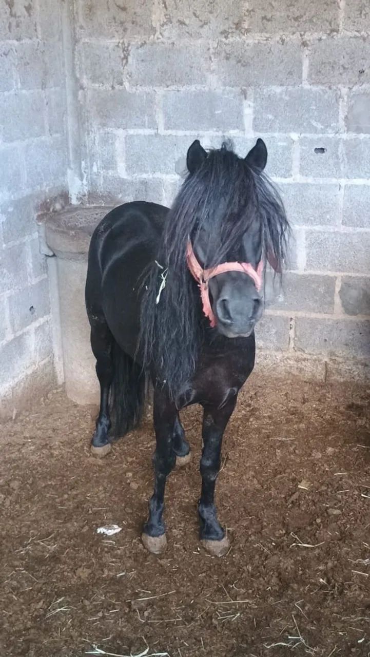 Pônei a venda Garanhão  - Foto 4