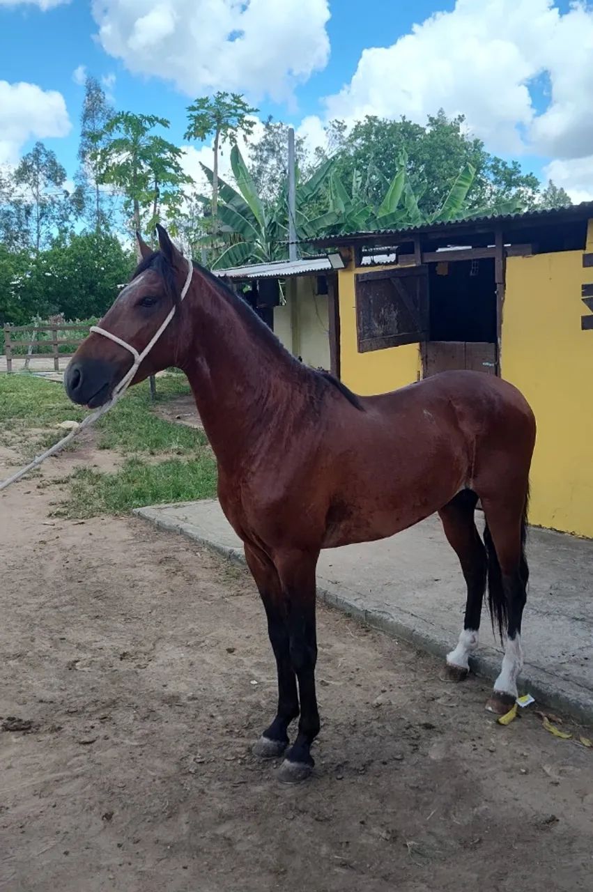 Cavalo Garanhão Mangalarga Machador Lindo 4 Anos Registrado  - Foto 5