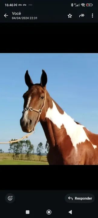 Egua Mangalarga  - Foto 3