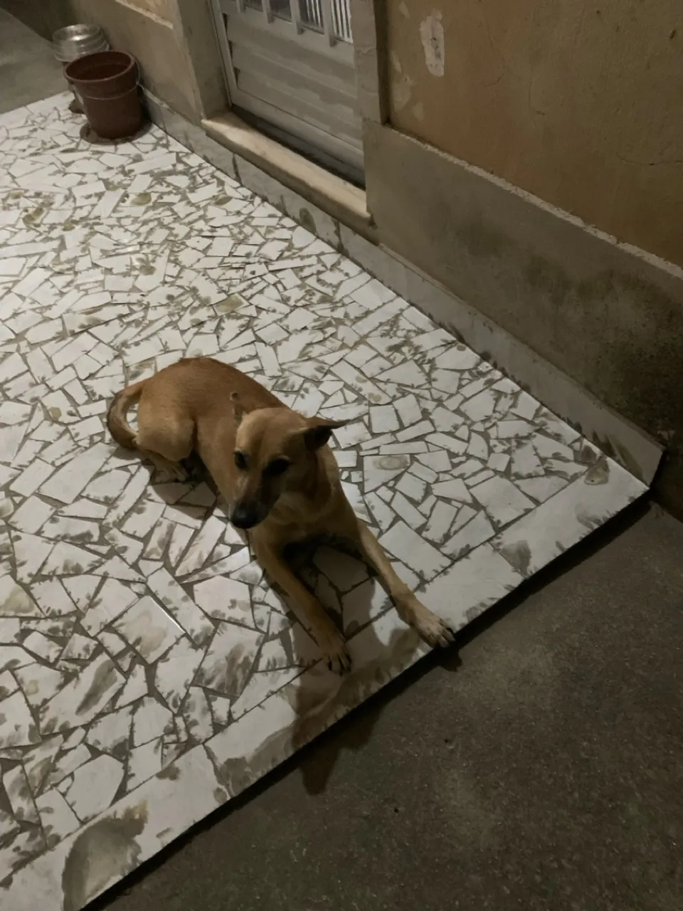 Cão de porte médio - Resgatado