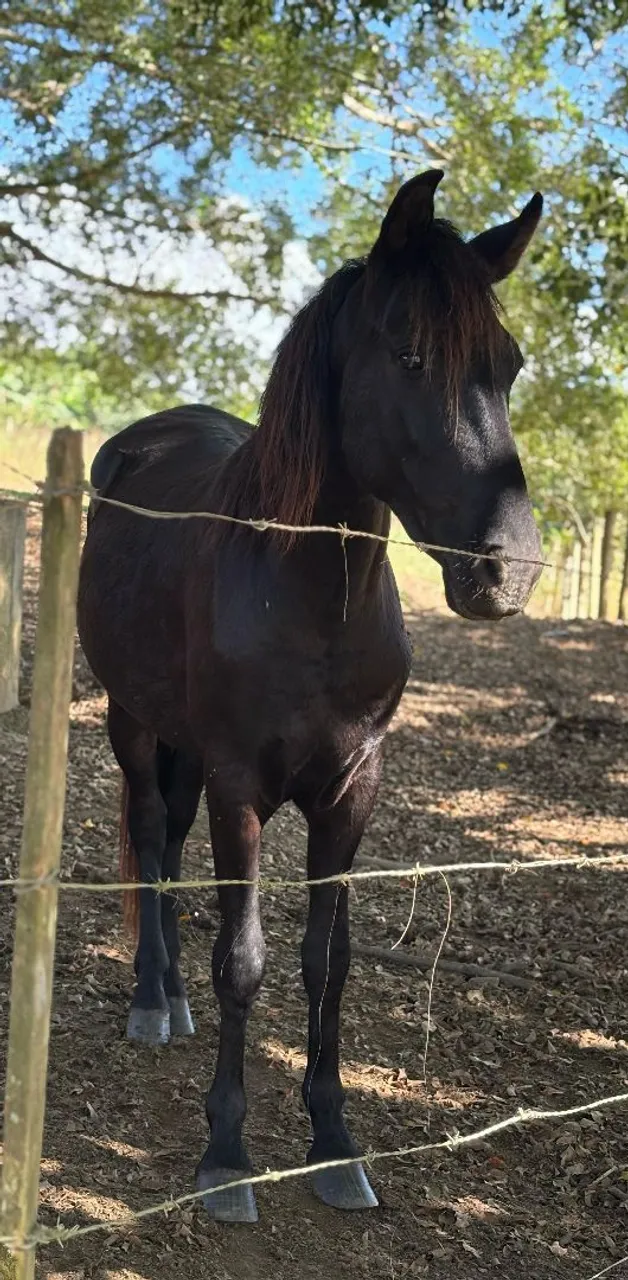 Potro Preto registrado OPORTUNIDADE