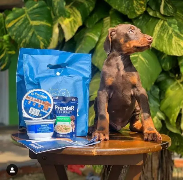 Filhotes de Doberman