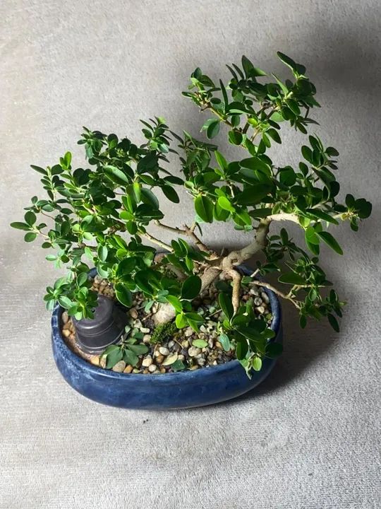 Pré-Bonsai  - Foto 2