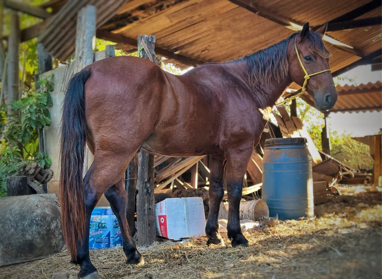Cavalo Novo