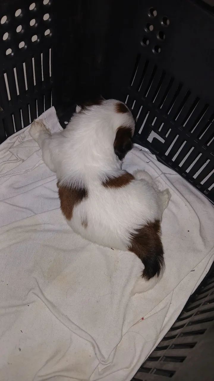 Filhote Shih Tzu - Foto 2