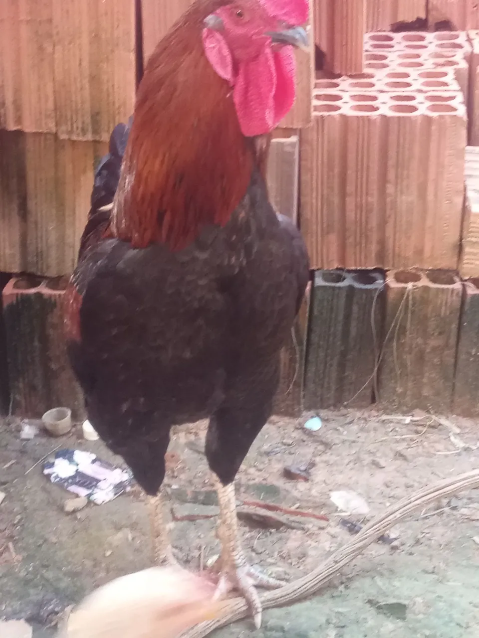 Vendo essa galinhas