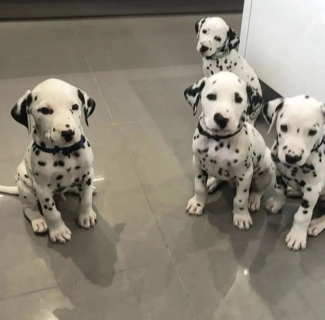 Dálmatas machos e fêmeas 