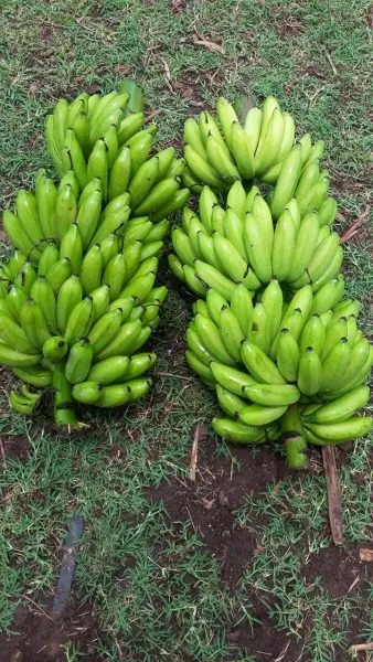 Mudas de Banana Maçã Legítima