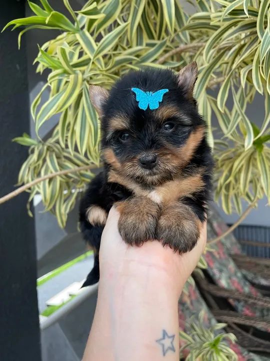 Yorkshire Terrier Filhotes machos e fêmeas  - Foto 5