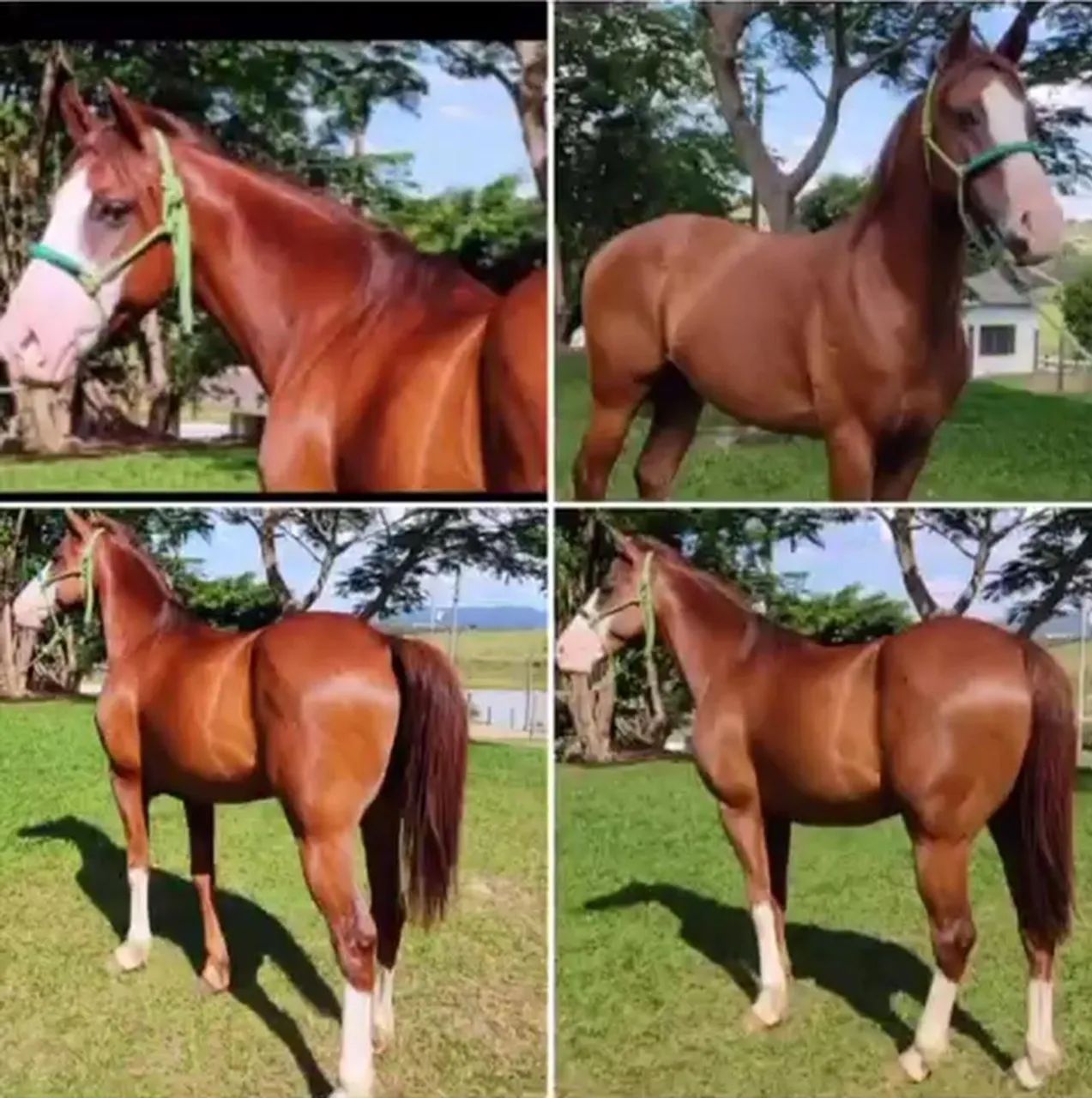 Cavalo 3 Tambores - Foto 6