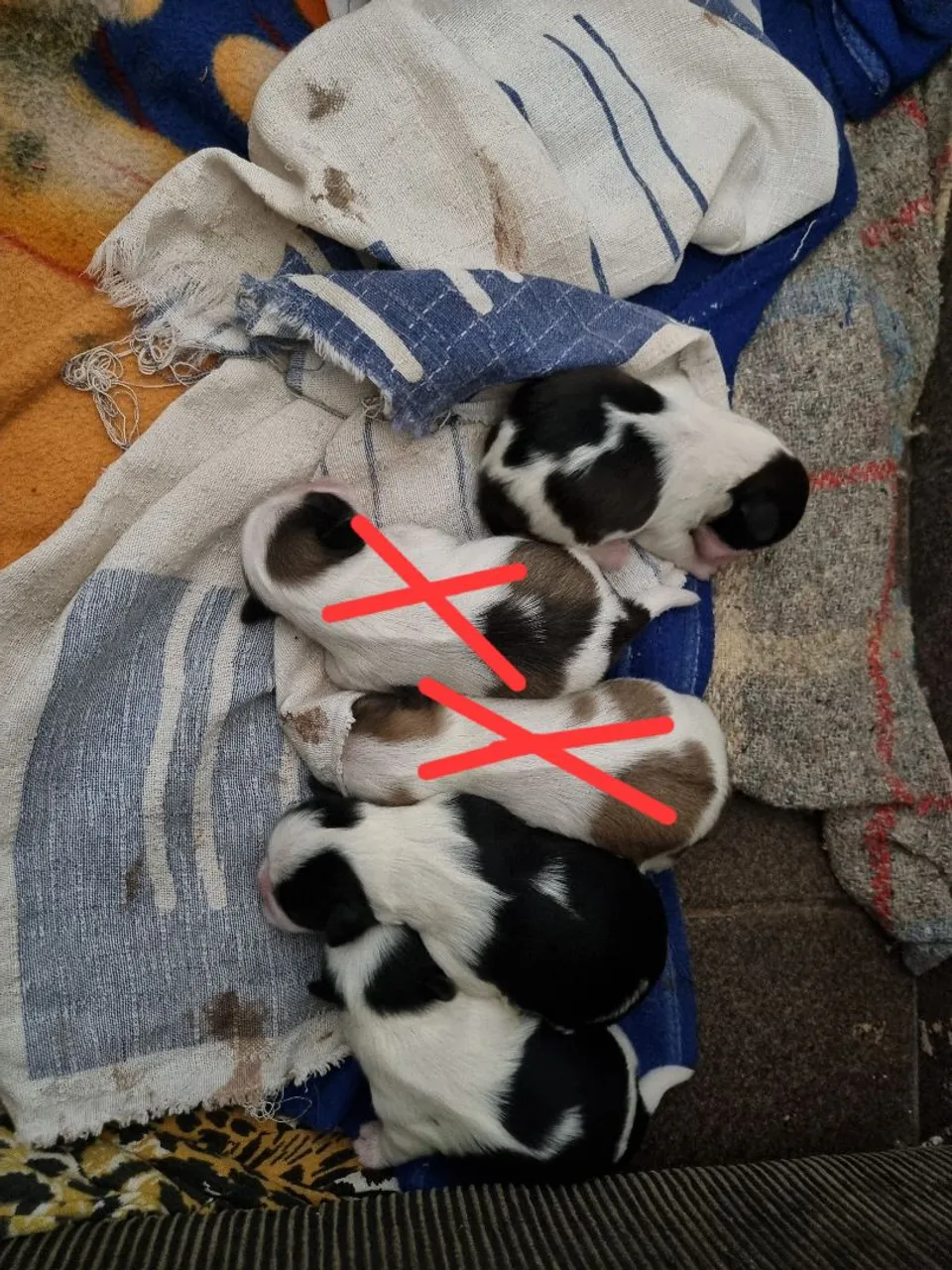 Filhotes de Shih Tzu