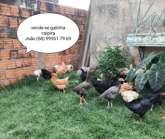 Galinha caipira 