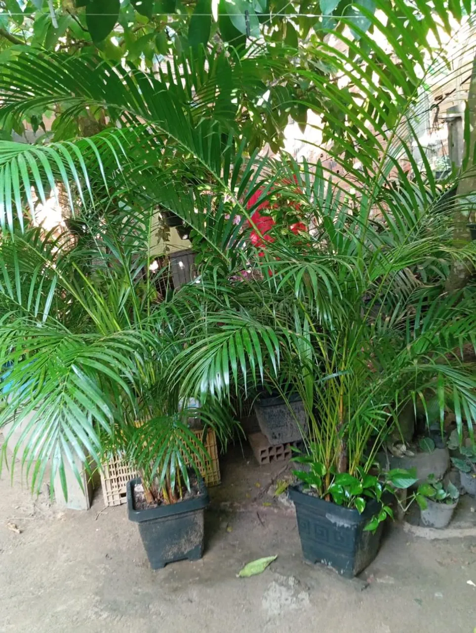 Lindas plantas