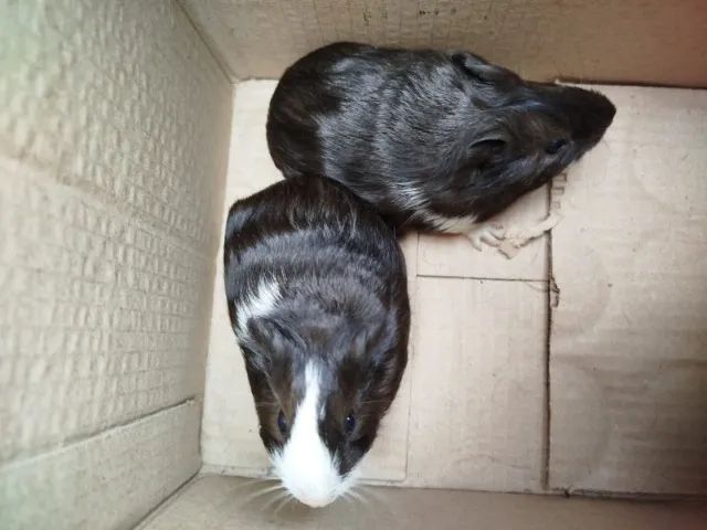 Porquinho da índia 65 reais cada