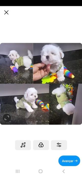 Mini ShihTzu macho raça pura com garantia 