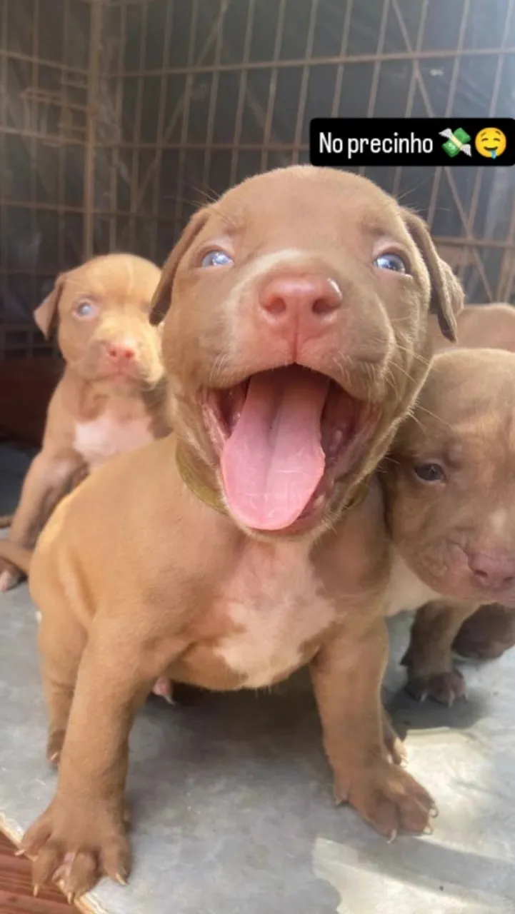 Filhote Macho Pitbull 500