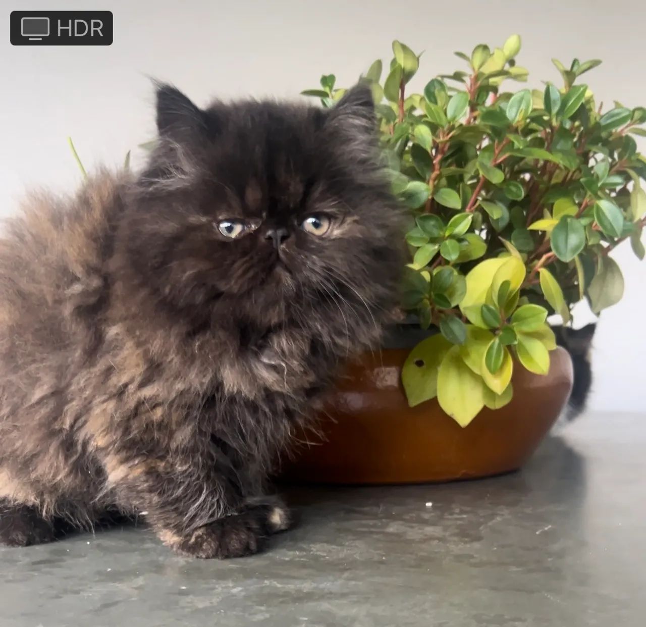 Filhote de Persa Fêmea  - Foto 2