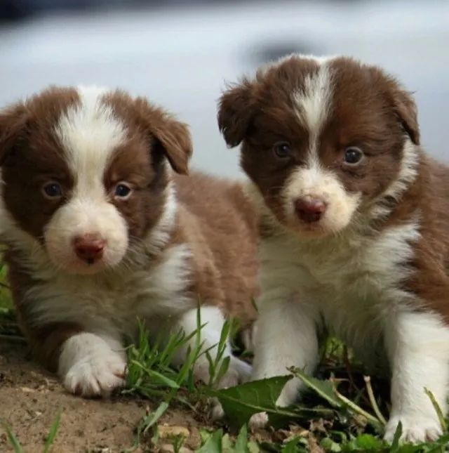 border collie chocolate
