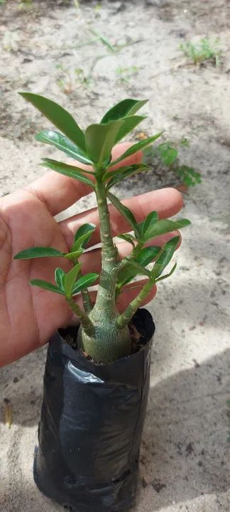 Rosa do deserto  - Foto 3