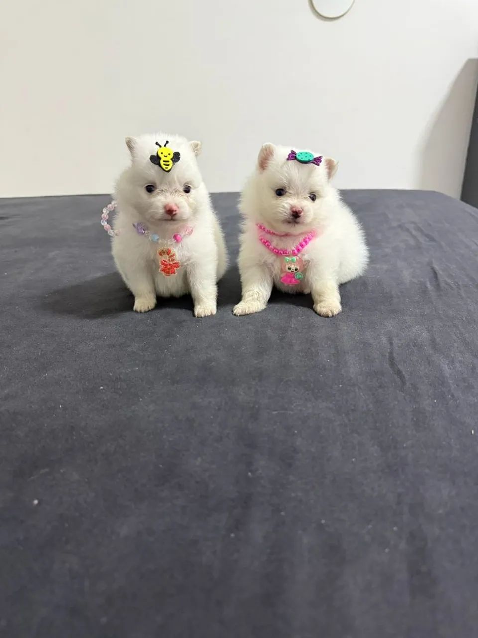 Lulu da Pomerania fêmea  - Foto 2