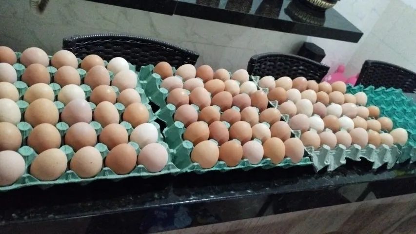 Ovos de  galinha caipira, no qual as galinhas são criadas soltas - Foto 6
