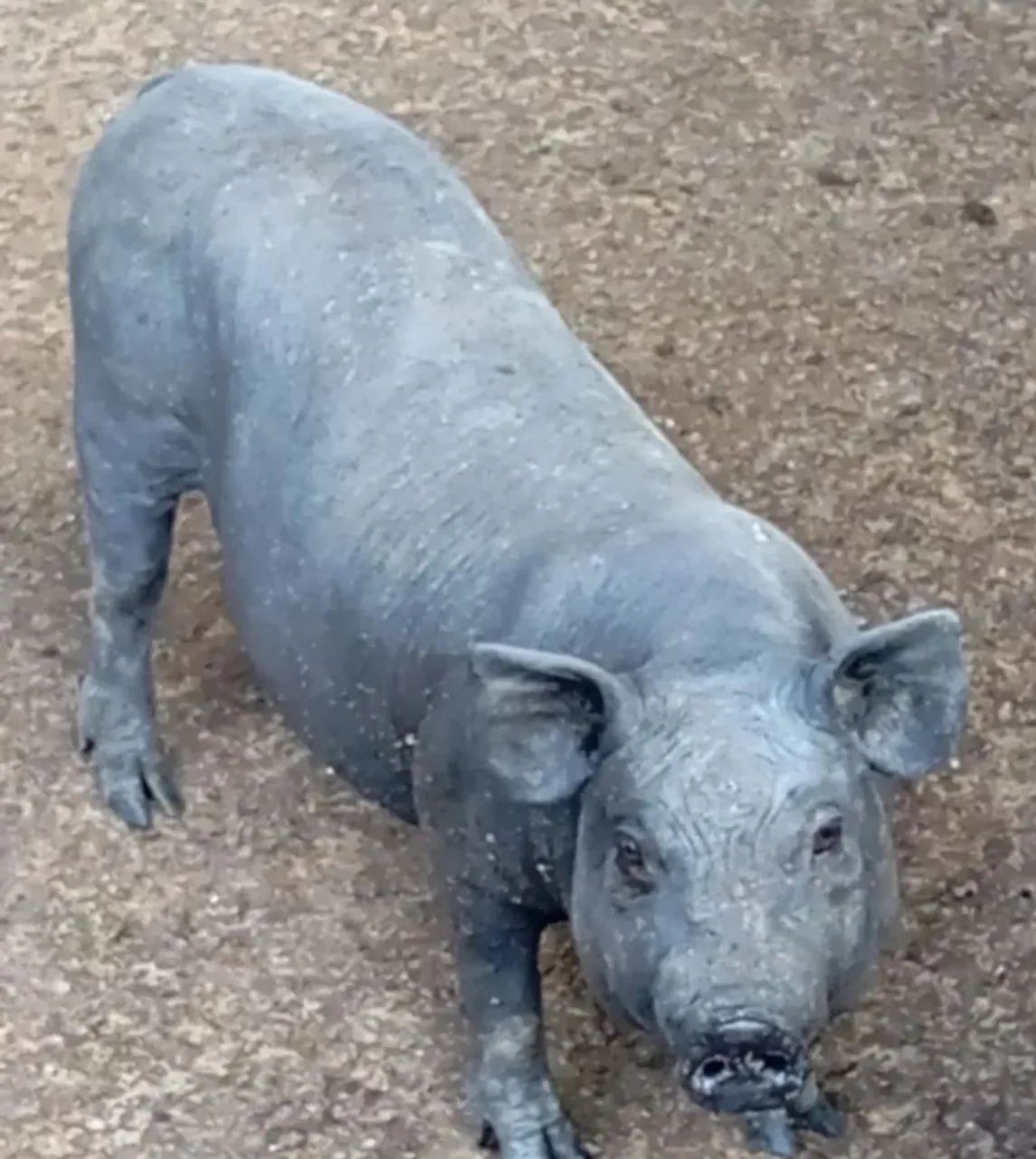Leitão para natal  - Foto 5