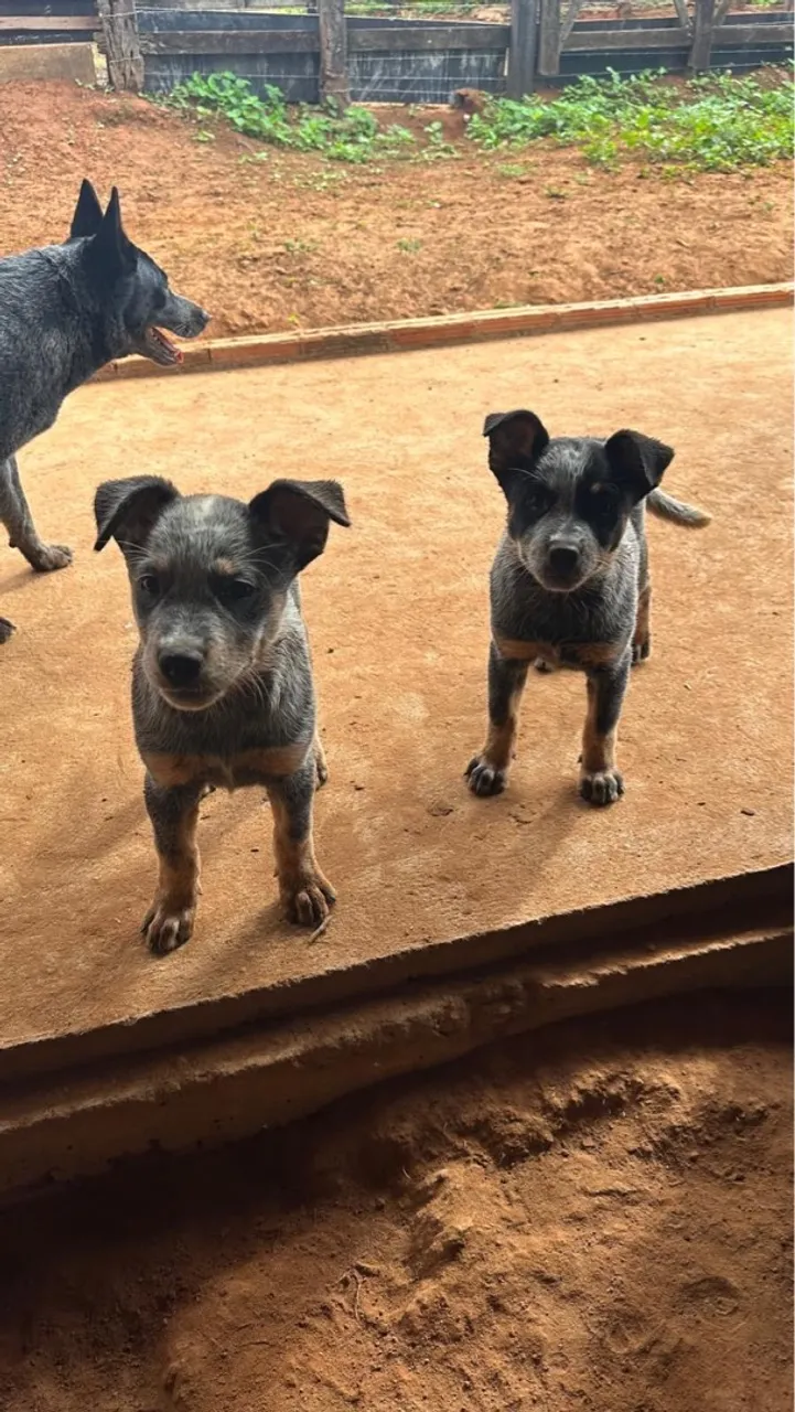 Filhotes de Australian Cattle Dog (Blue Heeler) para adoção