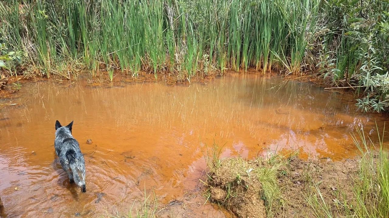 Sítio próximo Uberlândia 28 hectares  - Foto 5