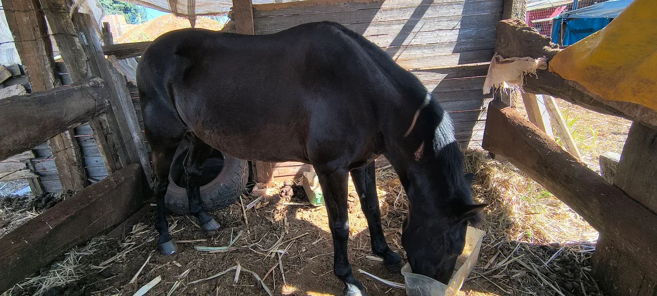 Égua Mangalarga Marchador