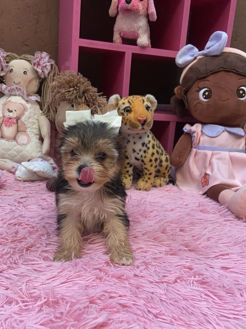 Filhote de Yorkshire Terrier para venda - Foto 3