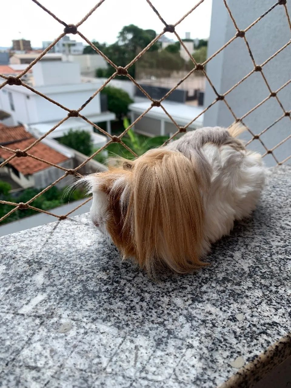 Porquinho da índia peruano peludo