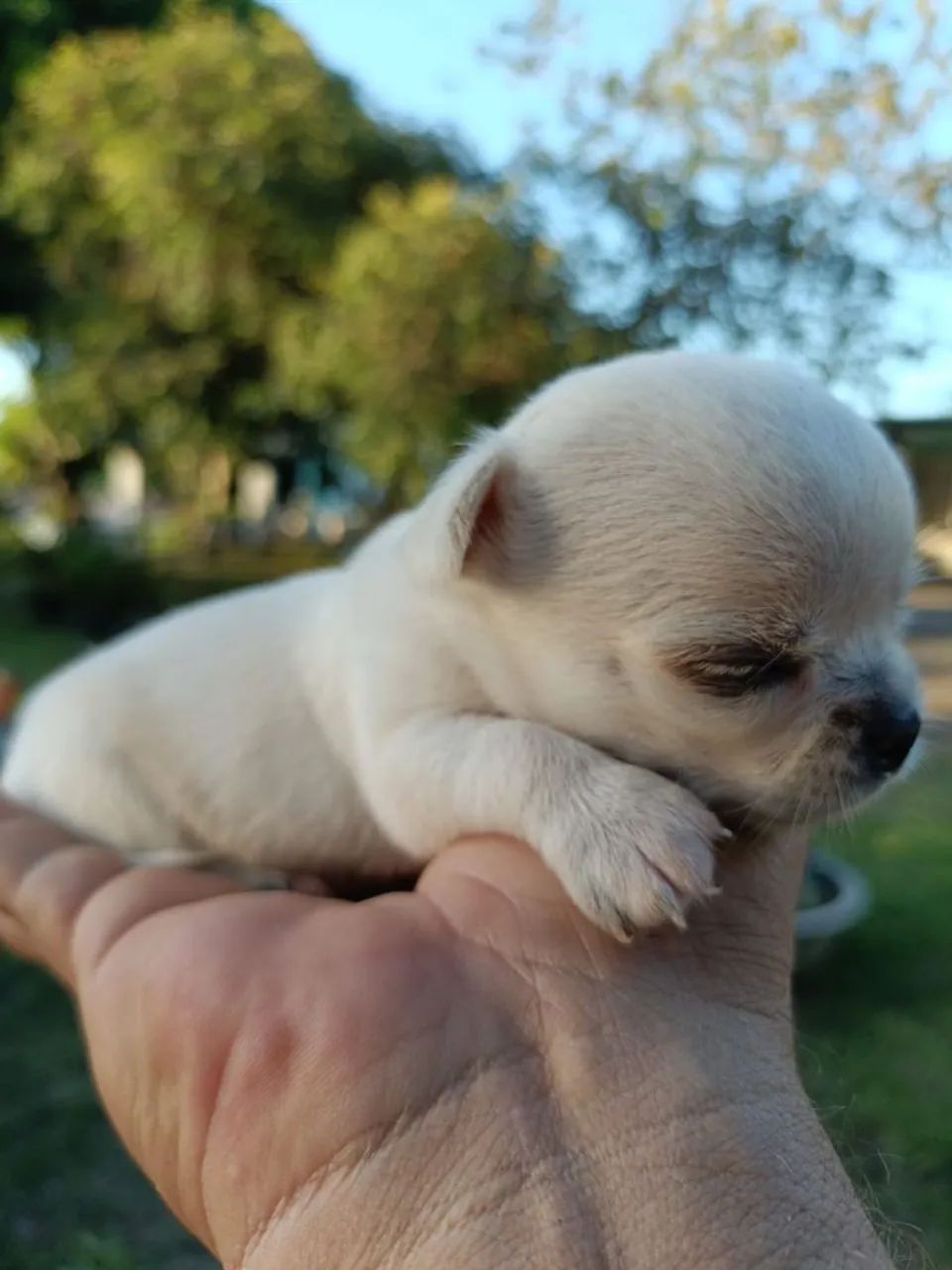 Chihuahua  - Foto 2