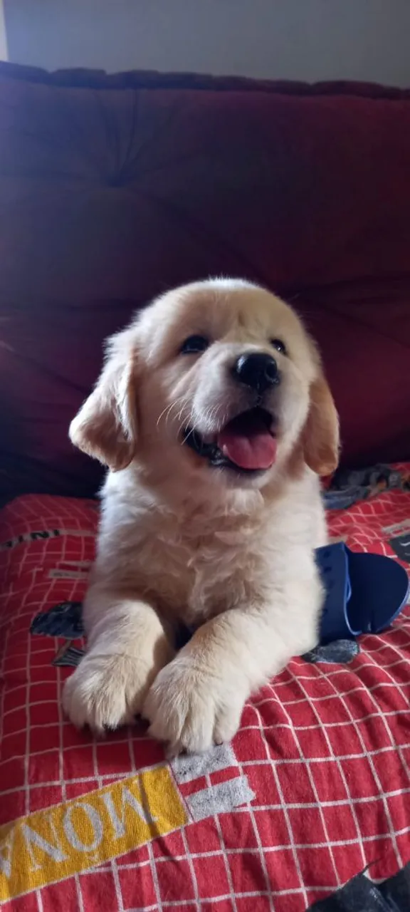 Filhote Golden Retriever