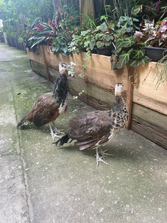 Galo e galinha, casal pavão para venda  - Foto 4