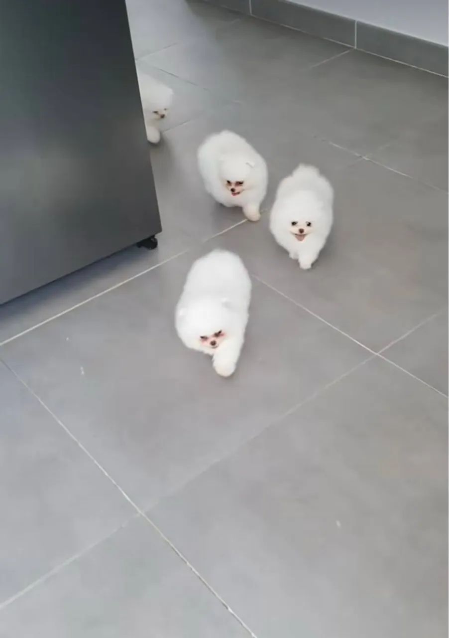 Lulu da Pomerania Mini padrão ursinho meninas e menino Pronta entrega! - Foto 5