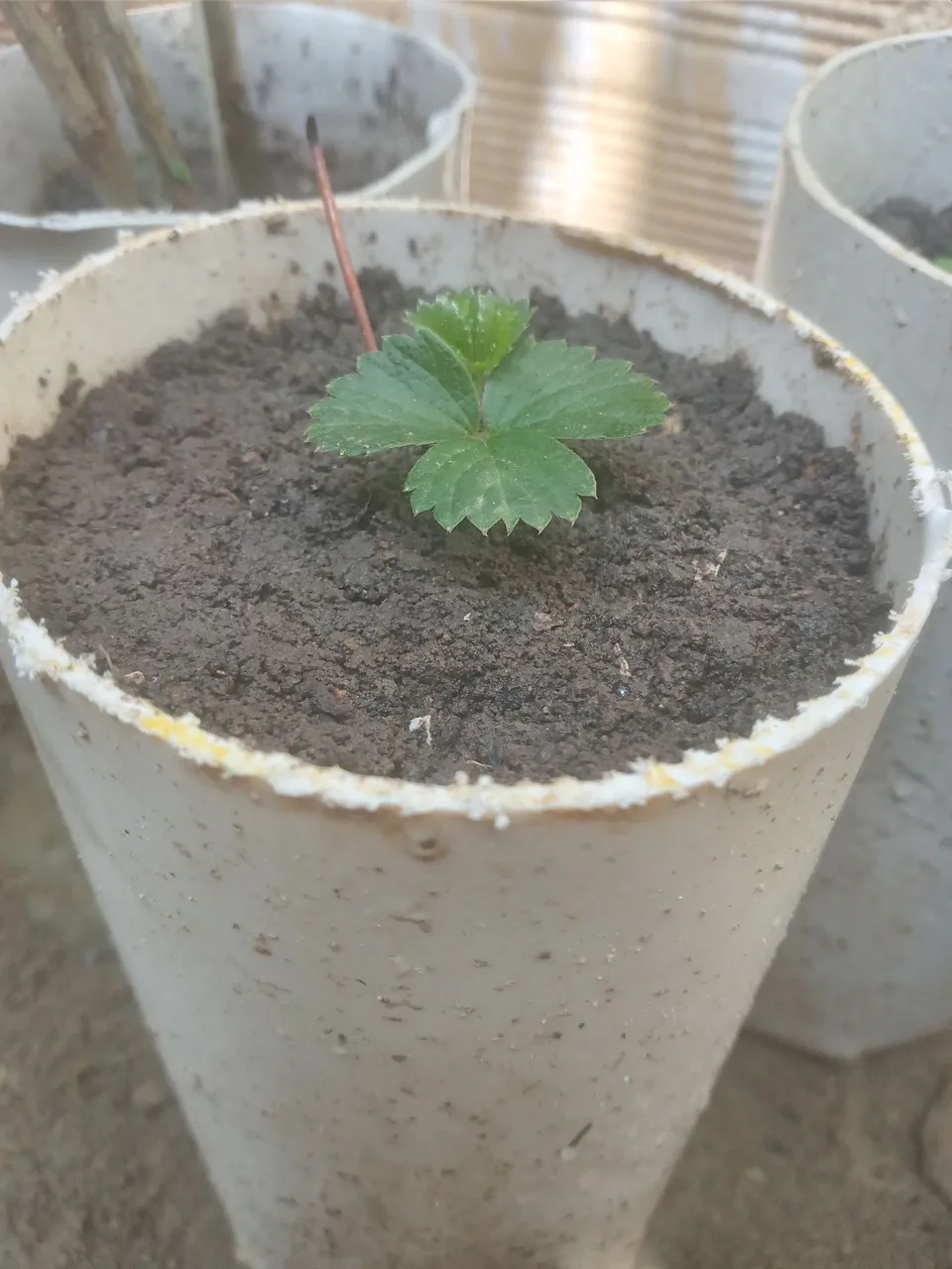 Mudas de morango