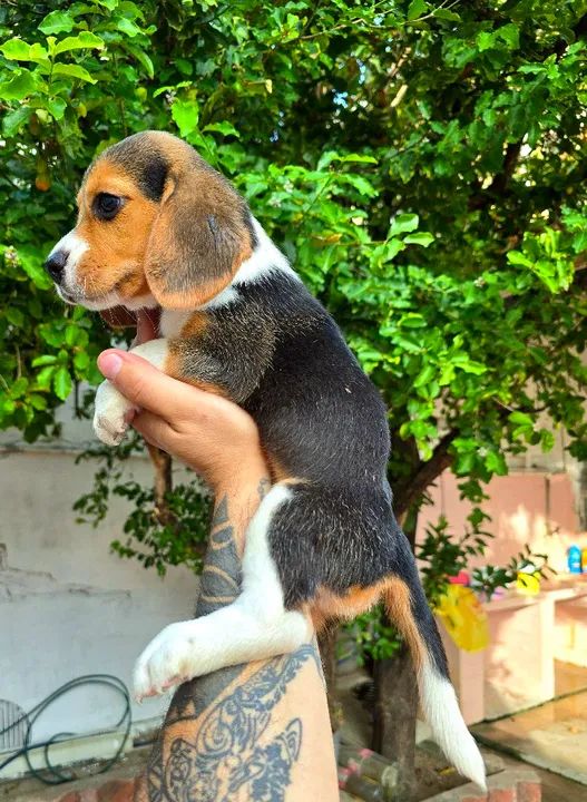 Filhotes de Beagle 13 POLEGADAS, OS MENORES QUE EXISTEM - Foto 4