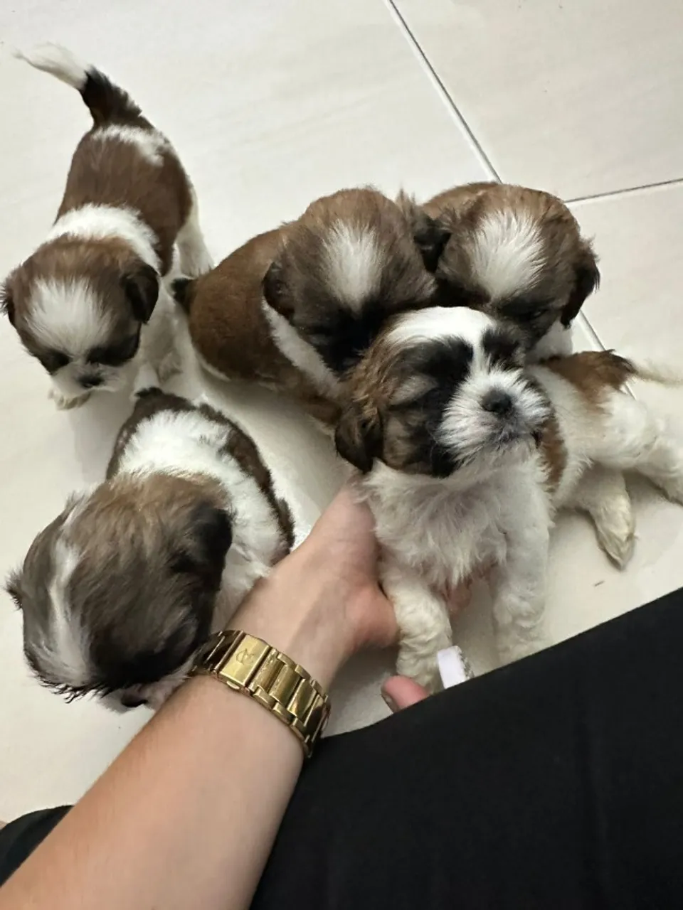 Filhotes de Shih-Tzu a Venda