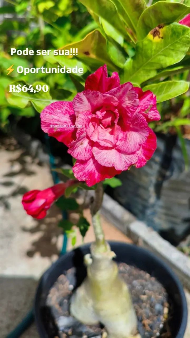 Rosa do deserto - flor espetacular  - Foto 2