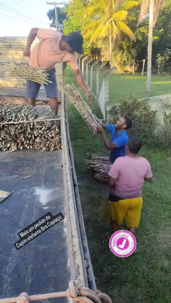 Capim Elefante BRS Capiaçu VENDO MUDAS