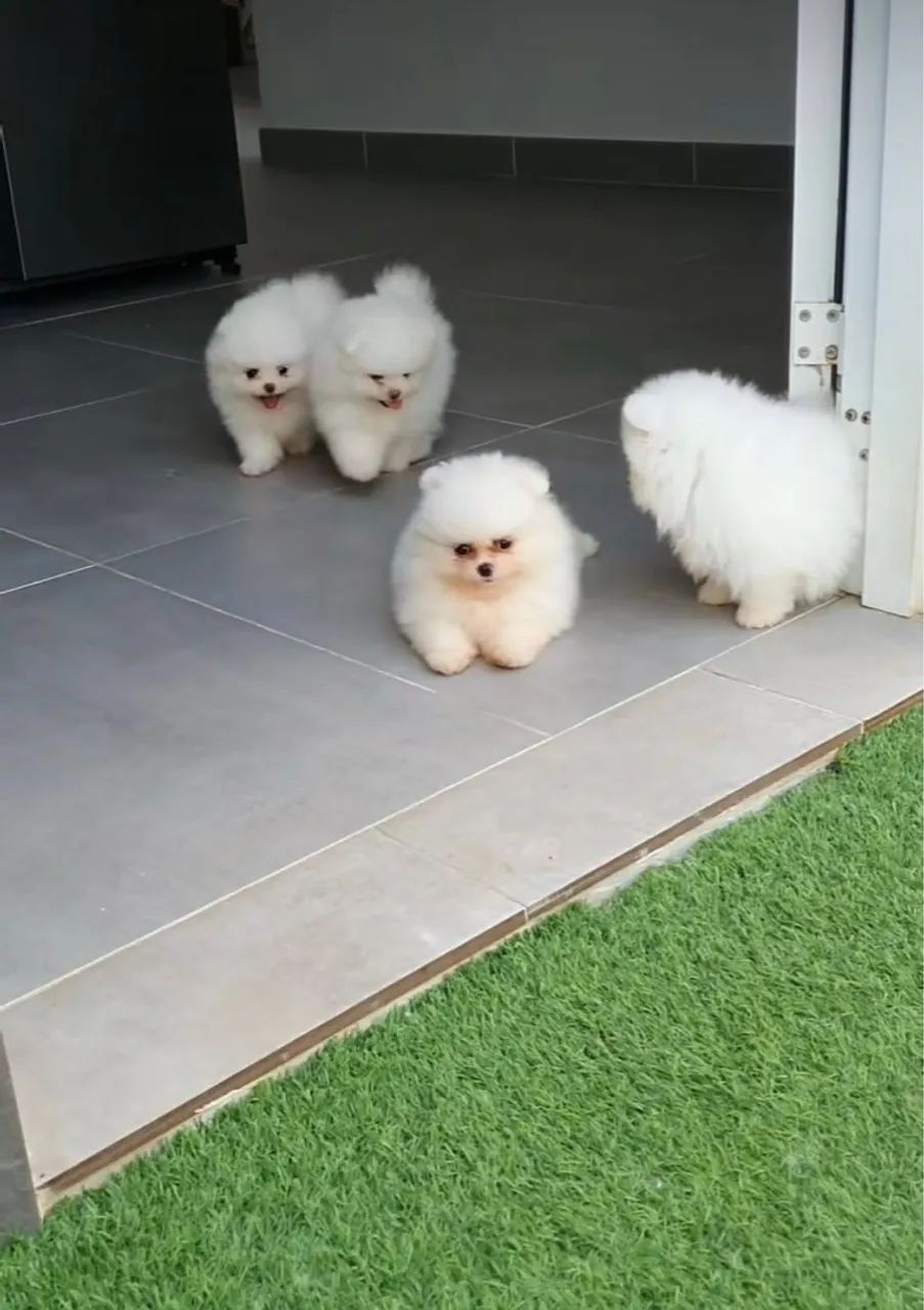 Lulu da Pomerania Mini padrão ursinho meninas e menino Pronta entrega! - Foto 6